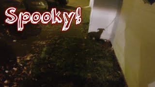 Download Lagu Puppy Scared of Own Shadow MP3