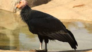 This is a spoken word version of the article california condor. listen
to (audio help) duration: 29:42 created by: popularoutcast date
recorded:...