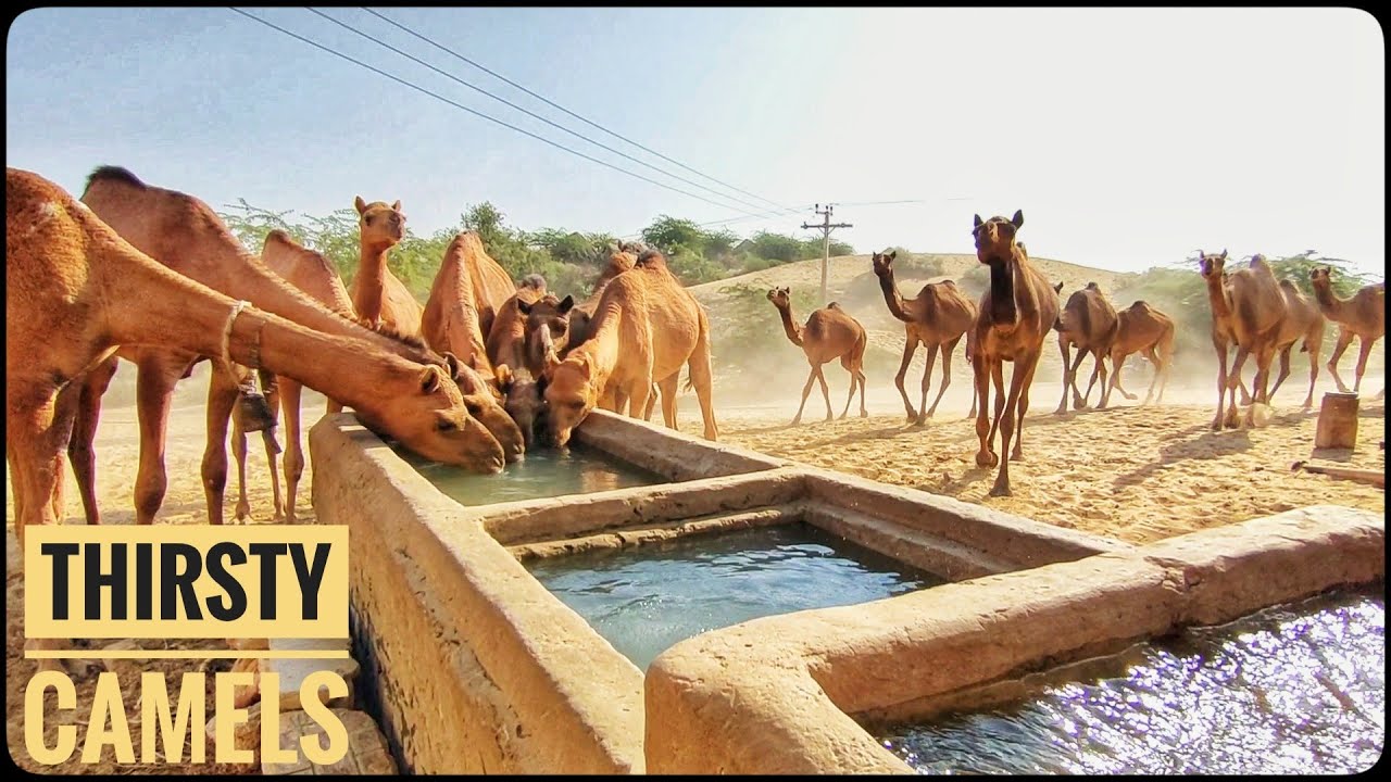 68 Thirsty camels drinks 29700 litter water || camel  || Sand Dunes Camels ||