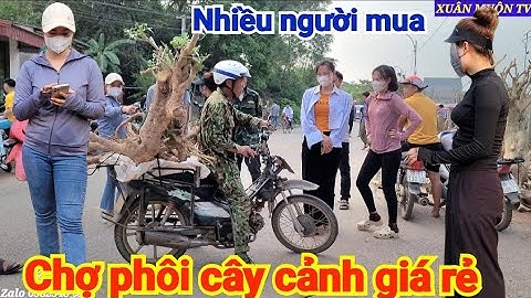 chợ phôi cây cảnh có cây siêu khủng nhưng giá rẻ vì không có nhiều cây đẹp tại phong vân lục Ngạn Bg