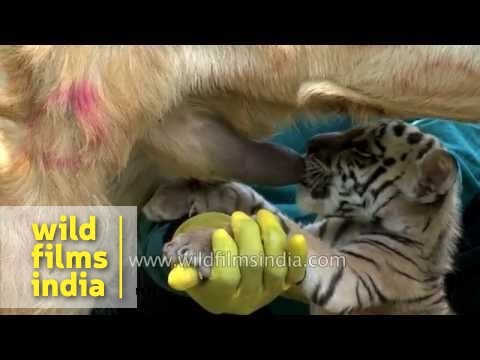 Little Tiger cub feeds from lactating goat