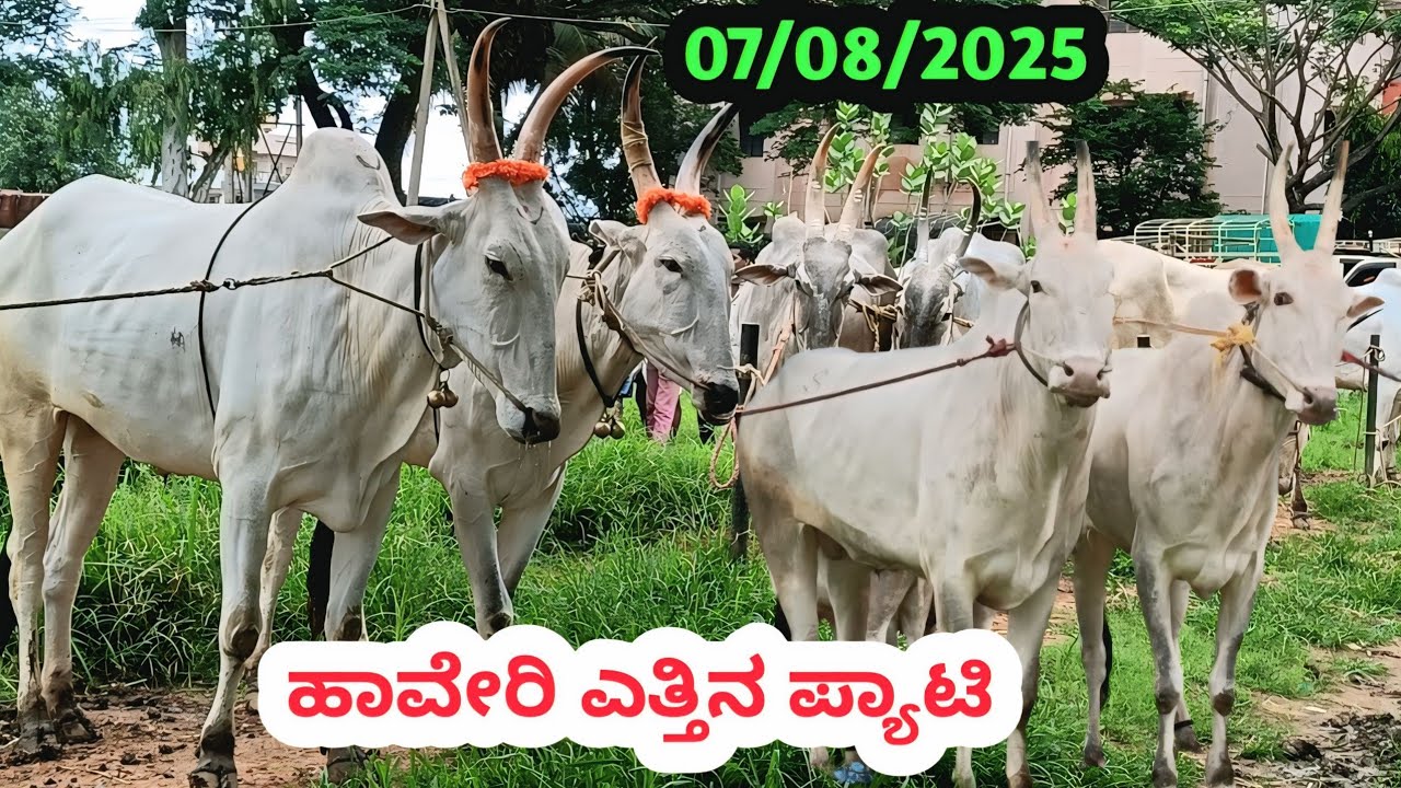 ಹಾವೇರಿ ಎತ್ತಿನ ಪ್ಯಾಟಿ || Haveri Biggest Bulls Market || ಪ್ರತಿ ಗುರುವಾರ ಬೆಳಿಗ್ಗೆ || #haveribullsmarket 