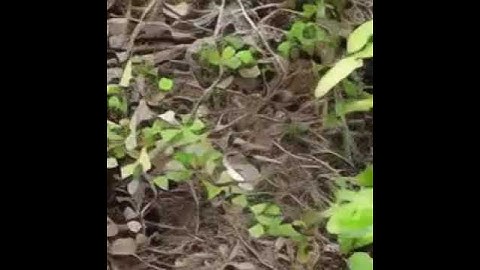 The Best of ModelScope Text to Video Synthesis