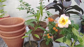 New plant shopping video with name and price | life with plants