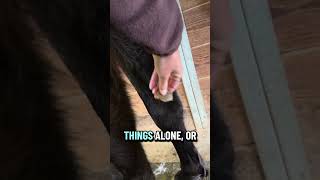 Do you peel em or leave them? 🌰 #horseriding #horsetrainer #chestnuts #peelem