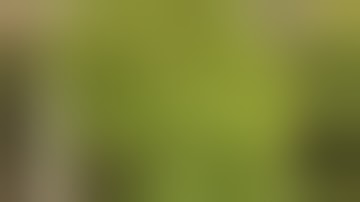 tent 1 update scrog net fitted 01 06 19