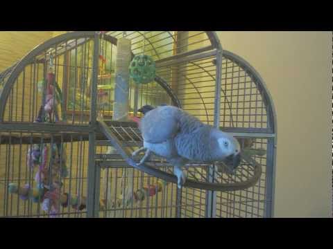 Video: Papagoid kui lemmikloomad - Aafrika hall papagoi