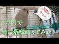 【セキセイインコ】インコに2万円の豪邸買ってみた