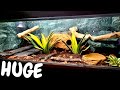 5ft Advanced Ball Python Setup UK