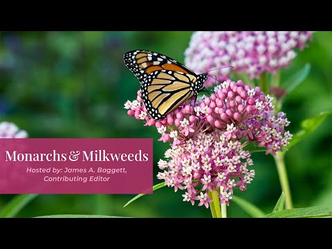 Video: Různé druhy mléčnice: Nejlepší druhy mléčnice pro motýly
