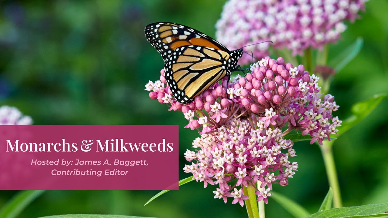 All About Monarch Butterflies & Milkweeds | Garden Gate Seminars 