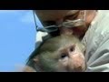 Юная обезьяна гамадрил Тиби и директор зоопарка | Film Studio Aves