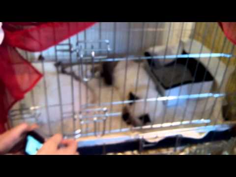 Выставка кошек "Инфокот", 22 августа 2015