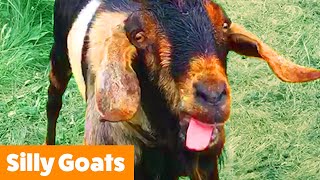 Silliest Goat Bloopers | Funny Pet Videos
