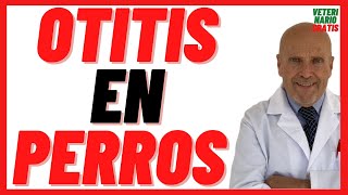 🟣 Otitis or Ear Infection in Dogs 🟣 Causes, Symptoms, Treatment (How to Cure) and Prevention 🟣 Otitis or Ear Infection in Dogs 🟣 Causes, Symptoms, Treatment (How to Cure) and Prevention