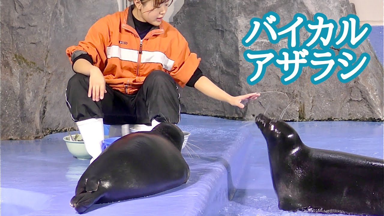 バイカルアザラシ　ごはんをもらいに集まりました【鳥羽水族館】Baikal seal Toba Aquarium 