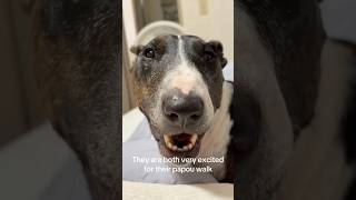 #bullterrier surprises getting to walk with their papou (grandpa) #dogs #cutedog #funnydogs ❤️
