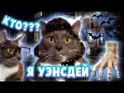 Видео: Имея неуклюжий разговор о кошках