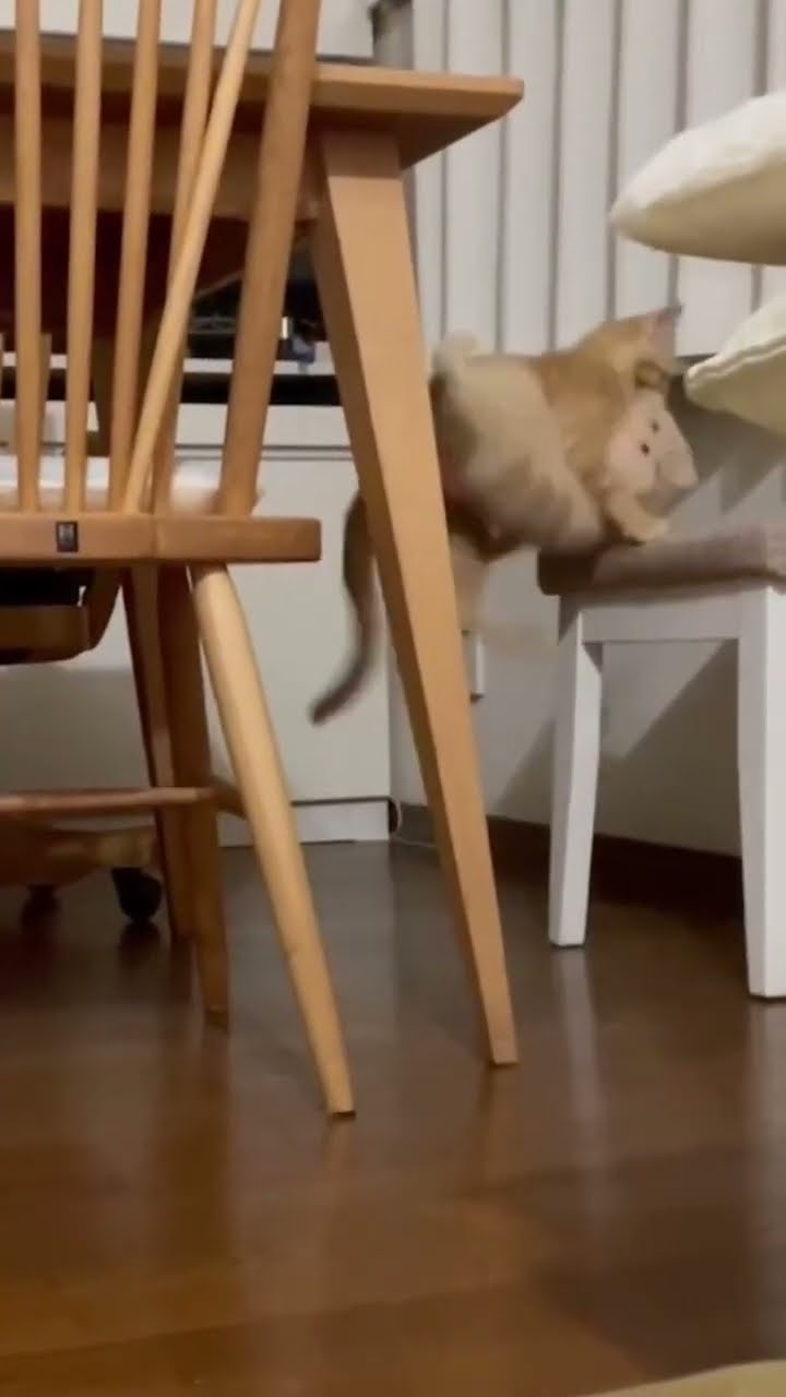Très drôle le chat ??????????????