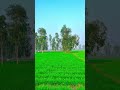 मेरा गेहूं खेत का नजारा इस... #shorts#shortfeedviral #farmingshorts