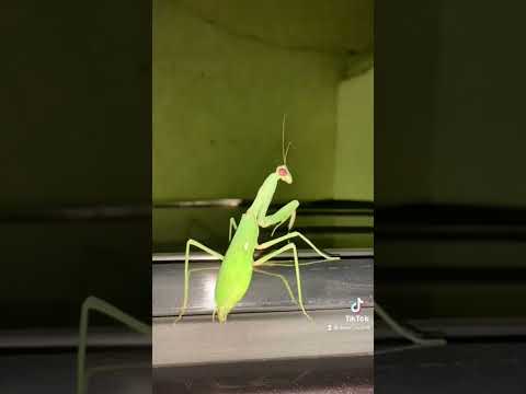  الجراد سبحان الله