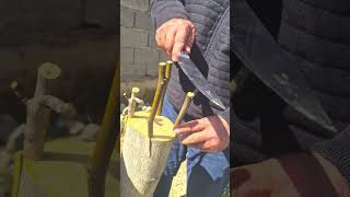 картинка: таҷрибаи пайванди чормағз.(1)
