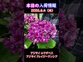 【2026.6.4】 アジサイ エリザベス クレイジーテンシア【入荷情報切り抜き】 #ガーデニング #園芸 #花のある暮らし