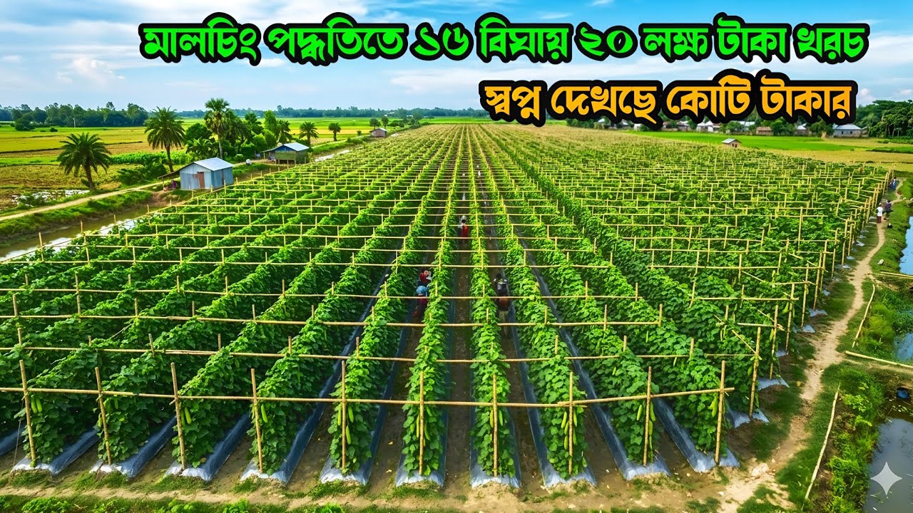 চরের সস্তা জমিতে কোটি টাকার স্বপ্নে আধুনিক মালচিং পদ্ধতিতে সবজি বাগান GardeningLife RuralLife in BD
