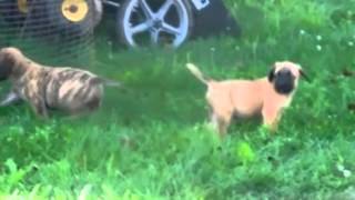 Mastiff Puppies For Sale