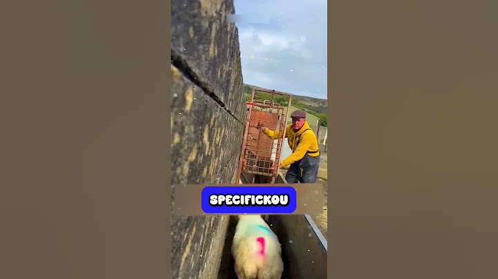 Úžasný systém chovu ovcí! 🐑 #shorts #zajimavosti #fakta
