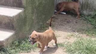 Pit Bull Puppies For Sale