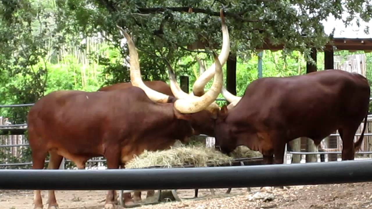 Ankole Cattle at the Houston Zoo YouTube