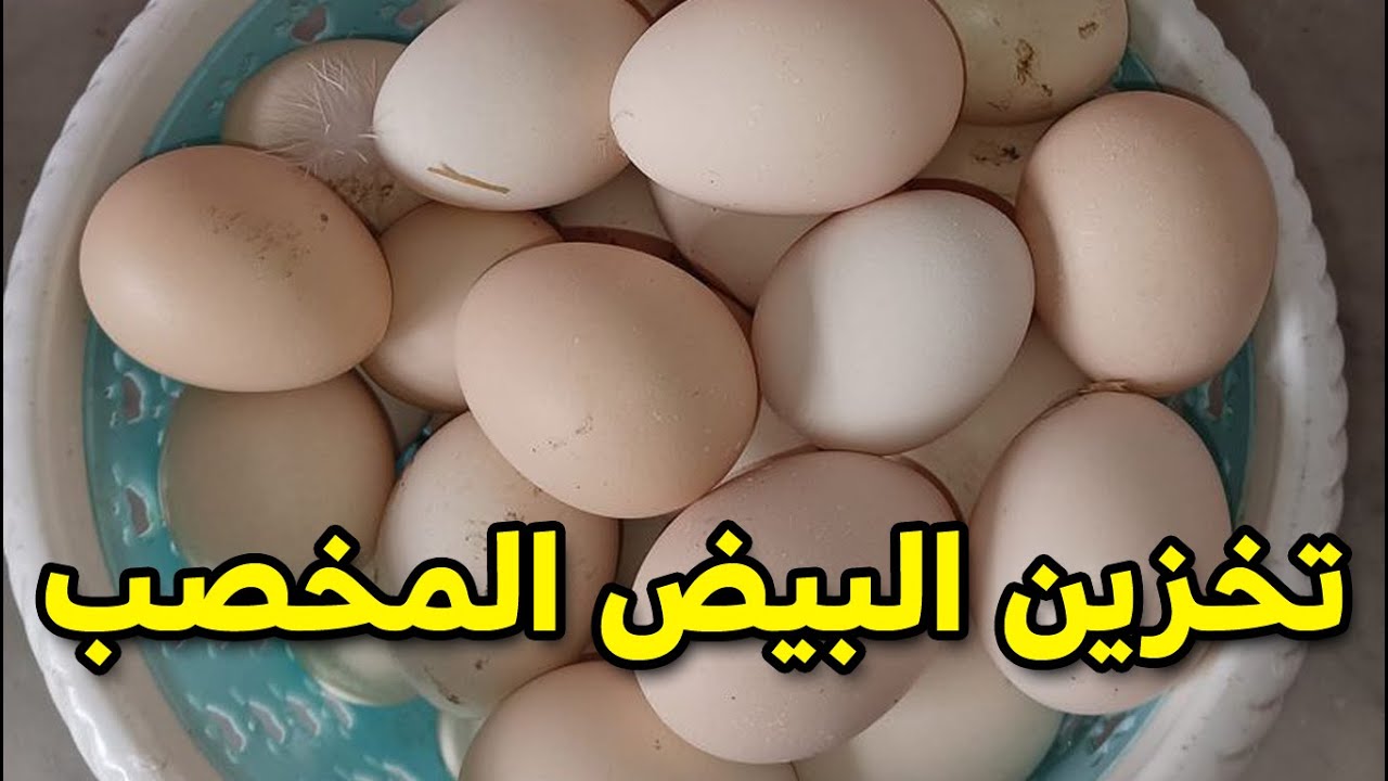 طريقة حفظ البيض المخصب في الصيف طريقة مضمونة مية المية وسهلة جدا لحفظ البيض المخصب مش هتكلفك حاجة🐔