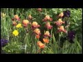 Schreiner S Iris Gardens Schreiner S Iris Gardens