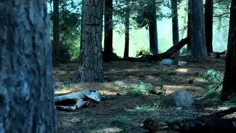 GEICO Did You Know   A tree does make a sound