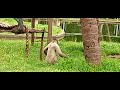 Macaco barrigudo 