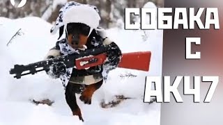 Костюм собаки | Собака с автоматом | Автомат и собака | Костюм для собак Костюм собаки | Собака с автоматом | Автомат и собака | Костюм для собак