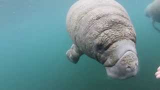 Curious Baby Manatee