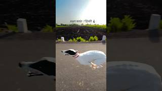 व्हिस्की 💥| kolhapur dog race | हरिपूर मैदान 🥹| #dograce #greyhound