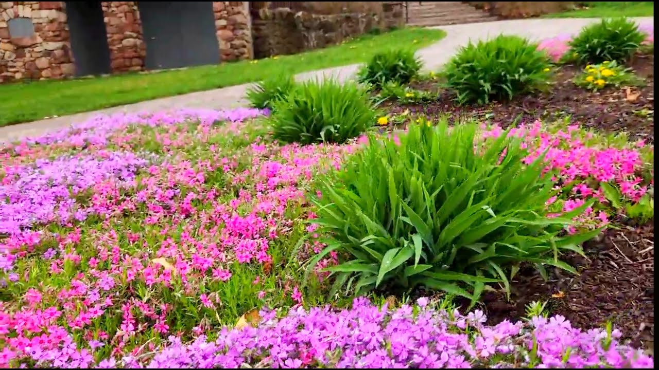 Daffodils at the Hubbard Park Meriden CT YouTube