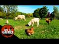 Relaxing Scenes From The Farm Farm Ambience Nature Relaxation Video mp3