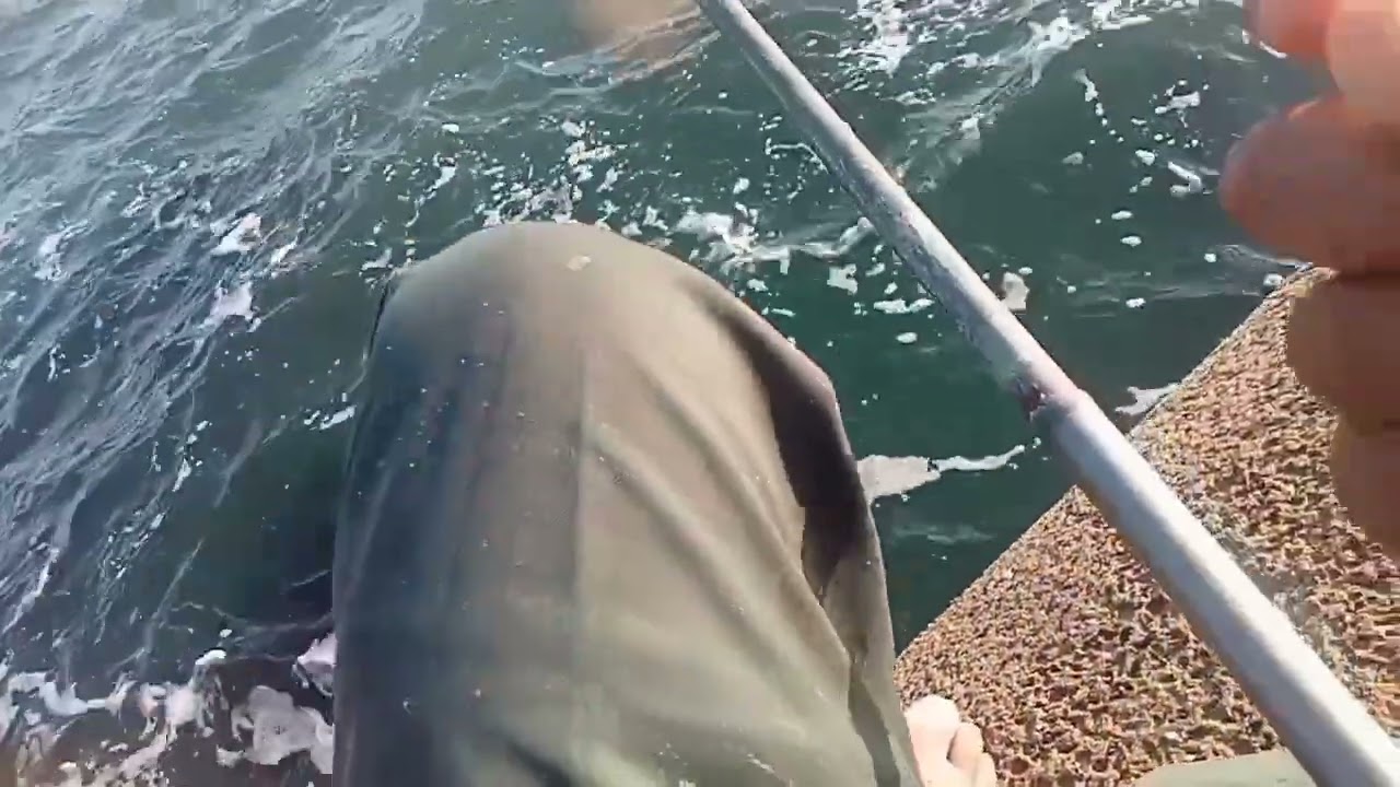 بالعجينه المطبوخه صيد البالون اسرع طريقه لصيد البوري