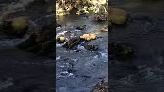 Hillsborough River State Park Florida