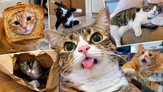 Cats Being CATS 😂🐱 | The Funniest Cat Moments on the Internet Update