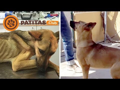 Video: Cómo Ayudar A Un Cachorro Que No Aumenta De Peso