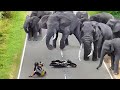 Unbelievable Animal Encounters Caught on Camera in less than 15 Minutes!