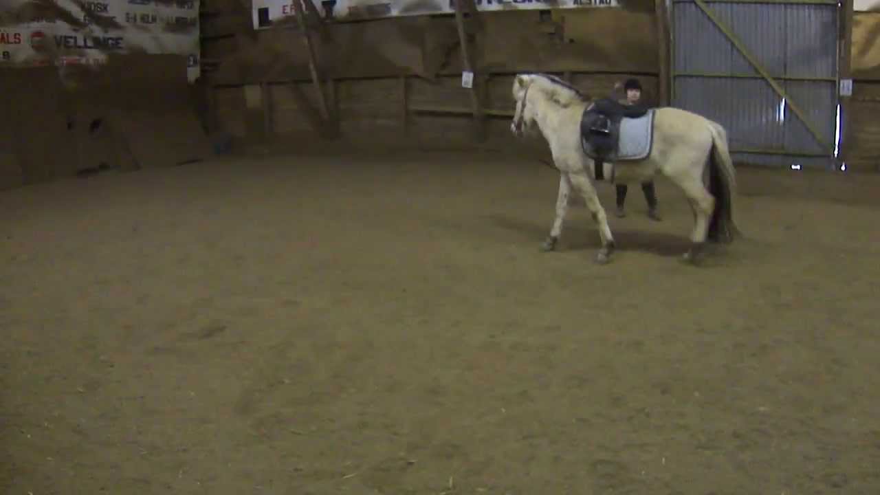 Jag longerar Gaia ett 3 årigt fjordings sto