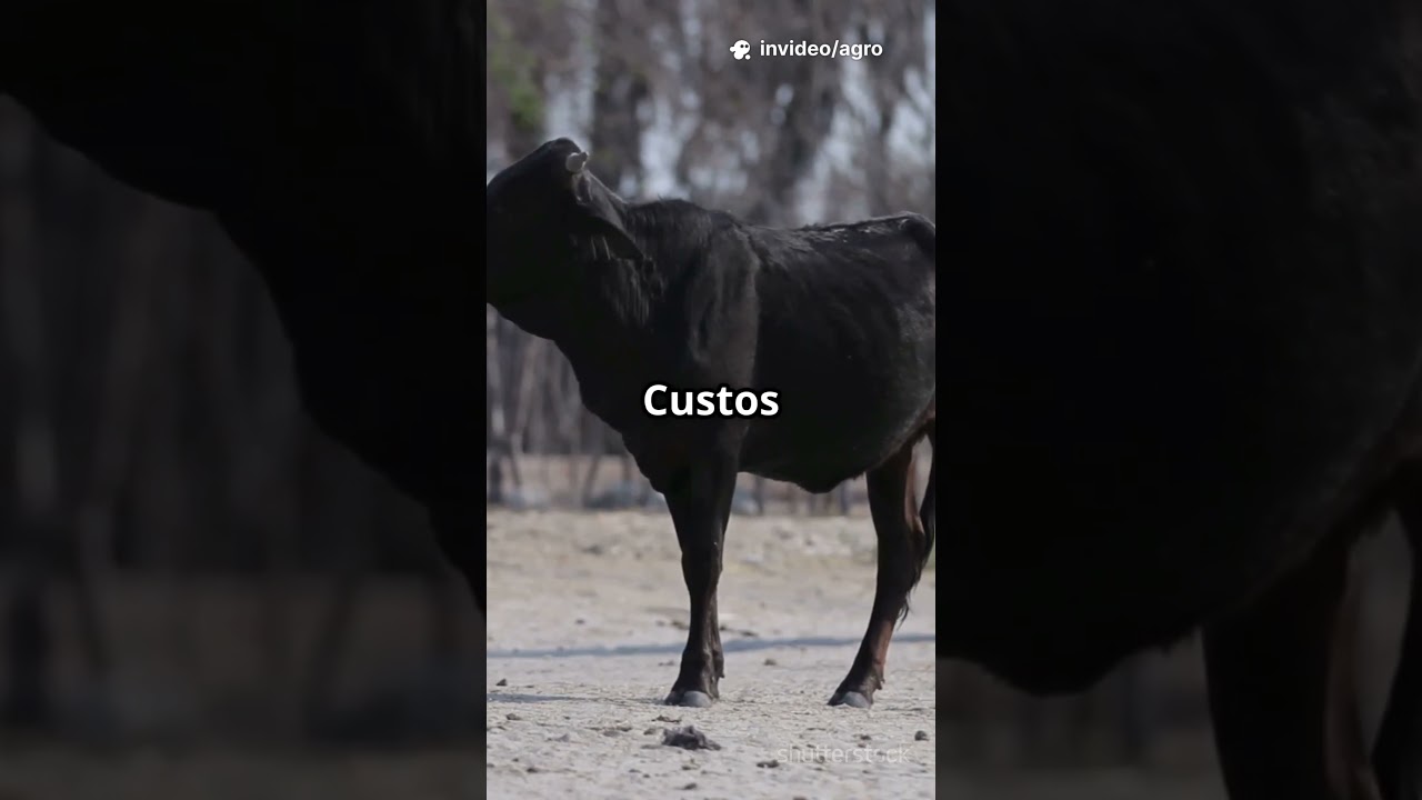 Você está olhando os números certos no seu rebanho?
