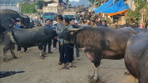 Chợ trâu bò bắc hà Trâu bò to chuyển biến tăng nhẹ ngựa giữ nguyên giá mới nhất