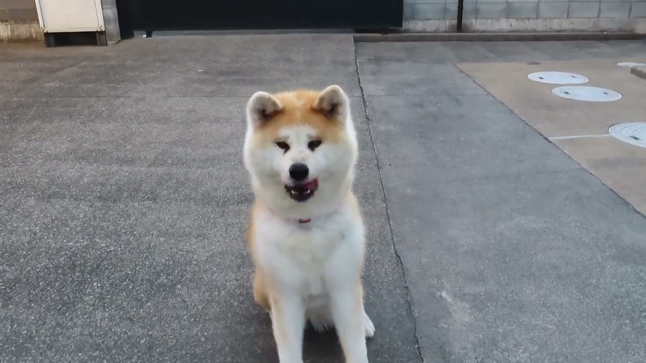 真夏なので秋田犬と遊んでみた。